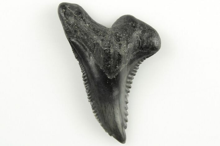 Snaggletooth Shark (Hemipristis) Tooth - Aurora, NC #203583